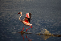 Lesser Flamingo