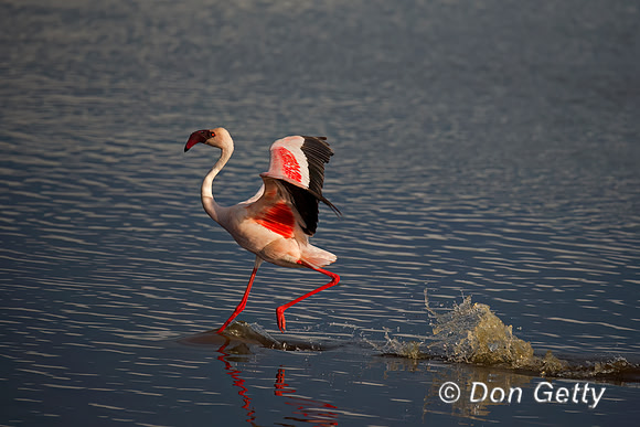Lesser Flamingo