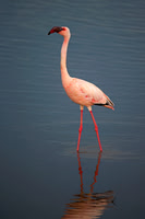 Lesser Flamingo