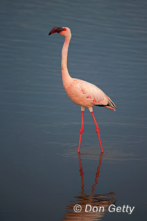 Lesser Flamingo