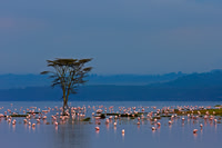 Lesser Flamingo