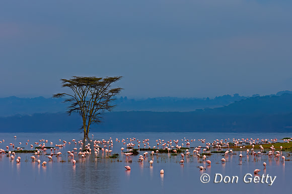 Lesser Flamingo
