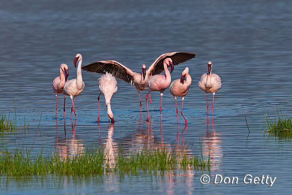 Lesser Flamingo