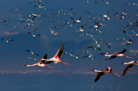 Lesser Flamingo