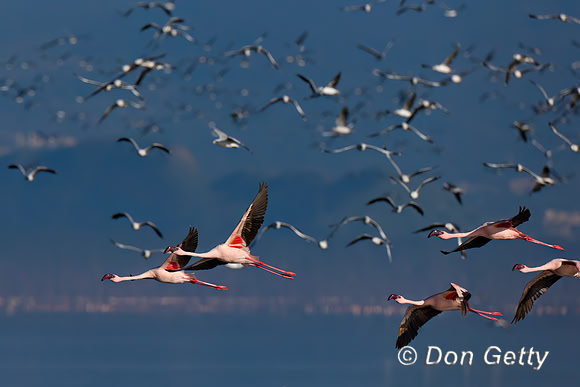 Lesser Flamingo