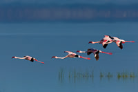 Lesser Flamingo