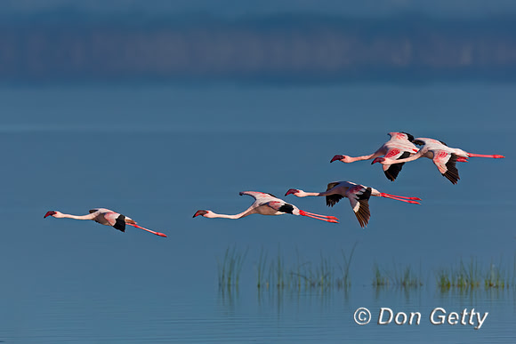 Lesser Flamingo