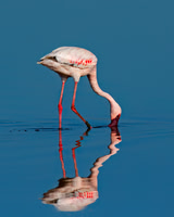 Lesser Flamingo