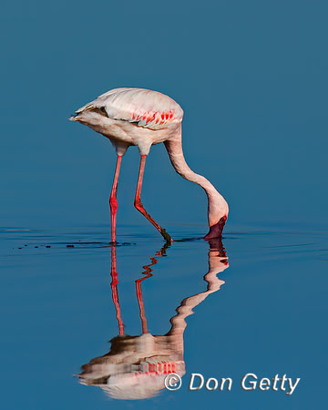 Lesser Flamingo