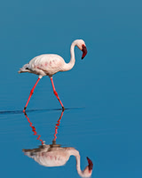 Lesser Flamingo