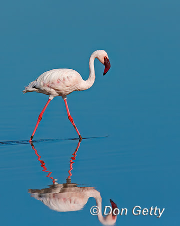 Lesser Flamingo