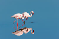 Lesser Flamingo