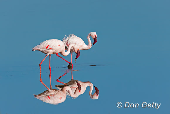 Lesser Flamingo