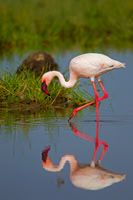 Lesser Flamingo