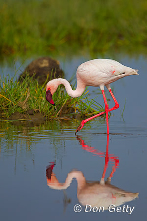 Lesser Flamingo