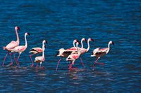 Lesser Flamingo
