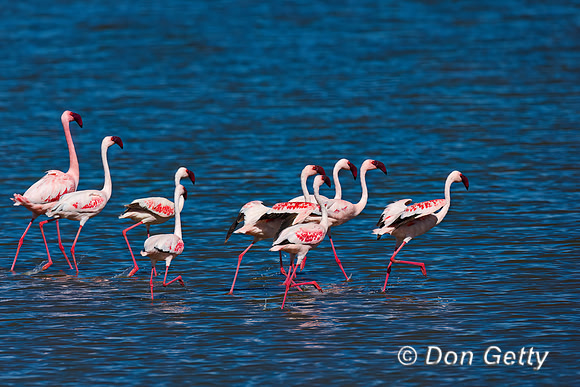 Lesser Flamingo
