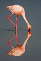 Lesser Flamingo