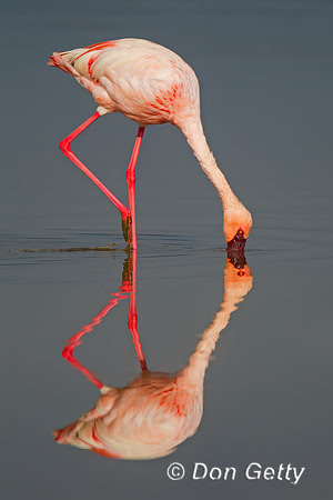 Lesser Flamingo