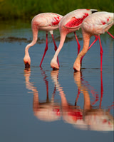 Lesser Flamingo
