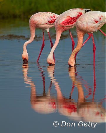 Lesser Flamingo