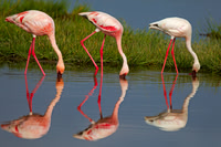 Lesser Flamingo