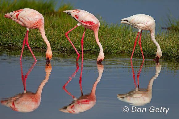 Lesser Flamingo