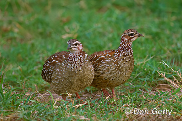 Crested Francolin