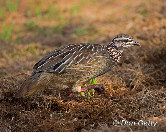 Crested Francolin