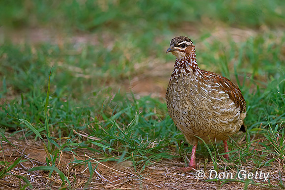 Crested Francolin