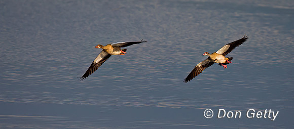 Egyptian Goose