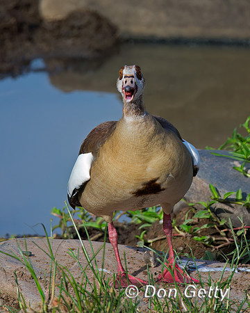 Egyptian Goose