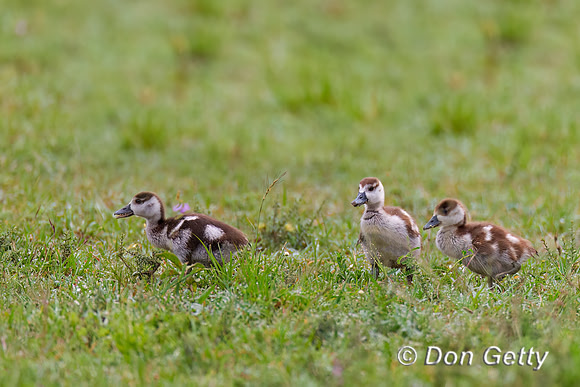 Egyptian Goose