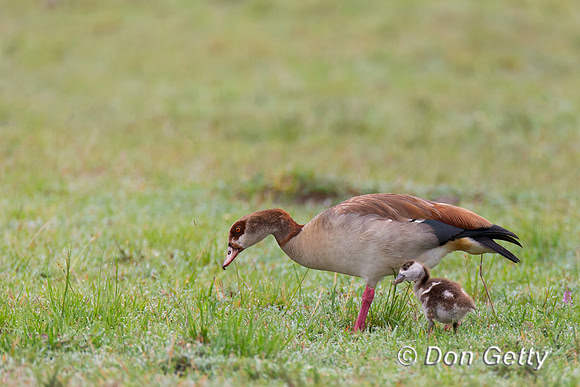 Egyptian Goose