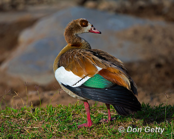 Egyptian Goose