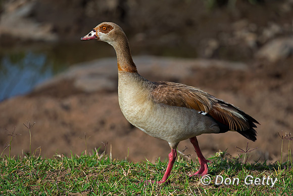 Egyptian Goose