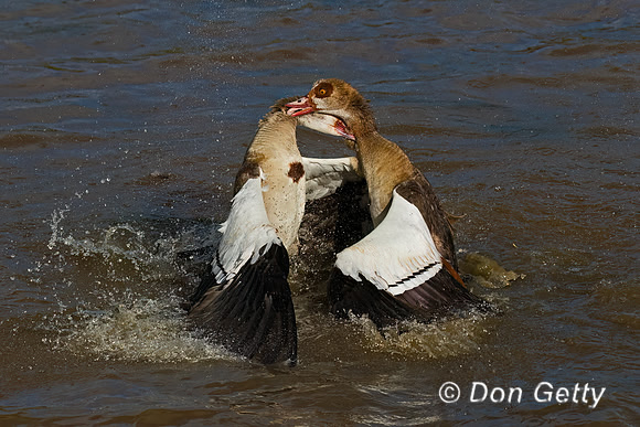 Egyptian Goose