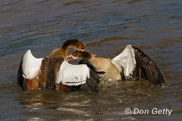 Egyptian Goose