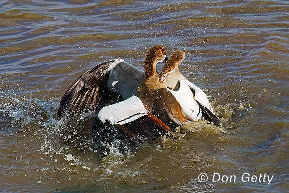 Egyptian Goose