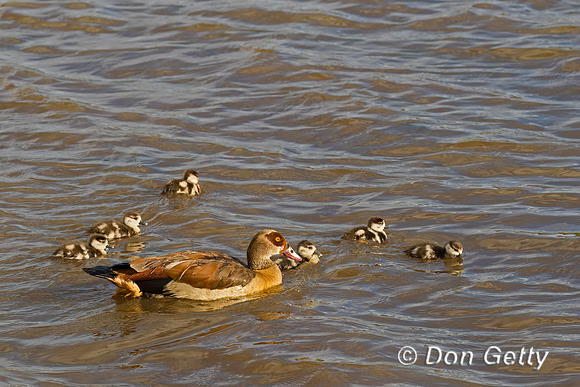 Egyptian Goose