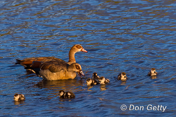 Egyptian Goose