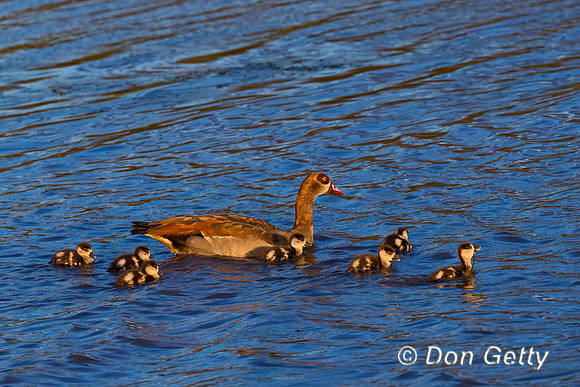 Egyptian Goose