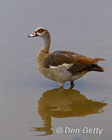 Egyptian Goose