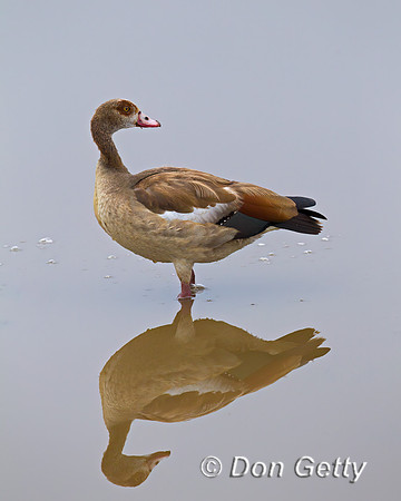 Egyptian Goose