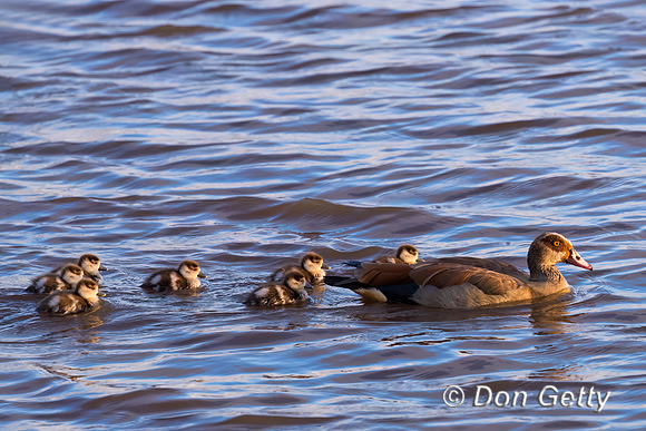 Egyptian Goose