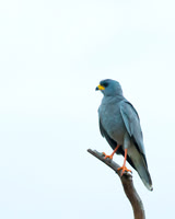 Pale Chanting Goshawk