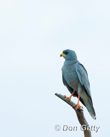 Pale Chanting Goshawk
