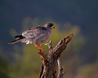 Pale Chanting Goshawk