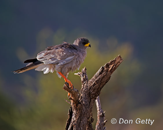 Pale Chanting Goshawk