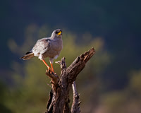 Pale Chanting Goshawk